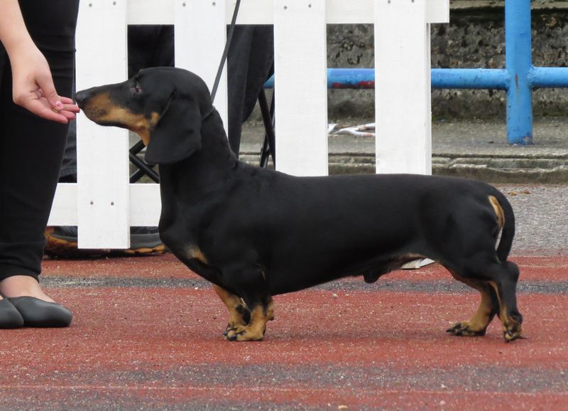 Soubor:Dachshund mini smooth.JPG