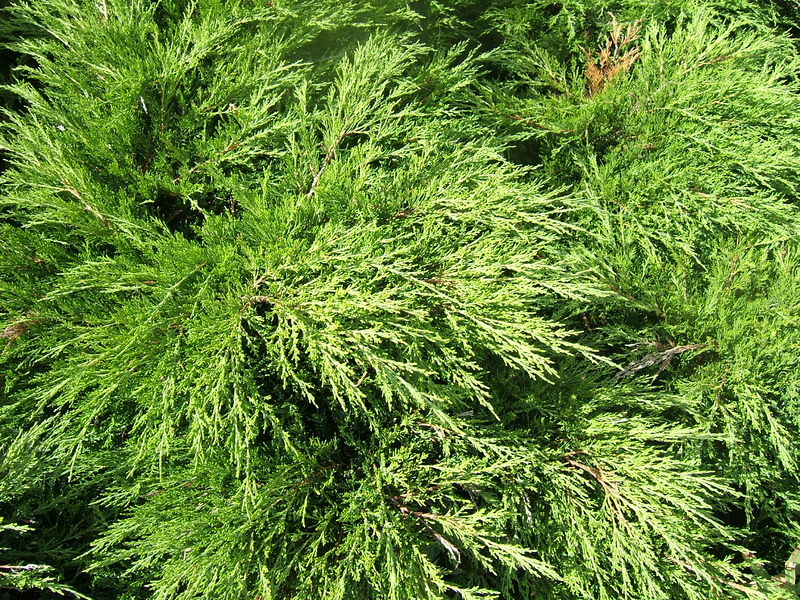 Soubor:Juniperus sabina cult0.jpg