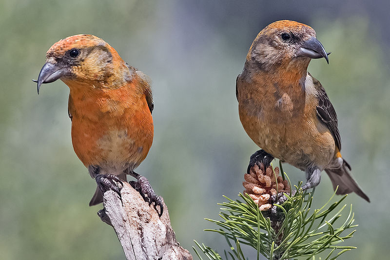 Soubor:Red Crossbills (Male).jpg