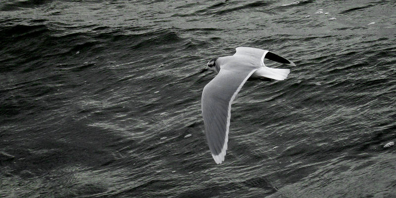 Soubor:Dvärgmås-Larus minutus - Ystad2013.jpg