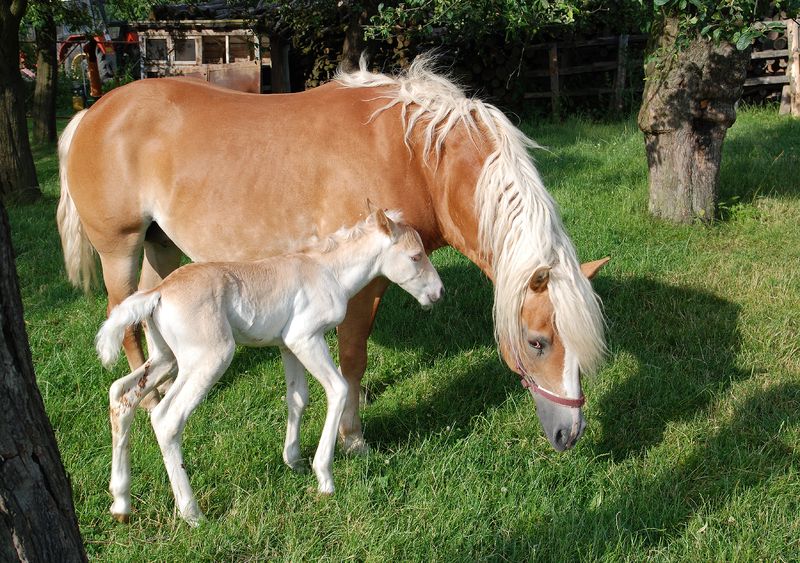 Soubor:Haflinger mare and colt.jpg