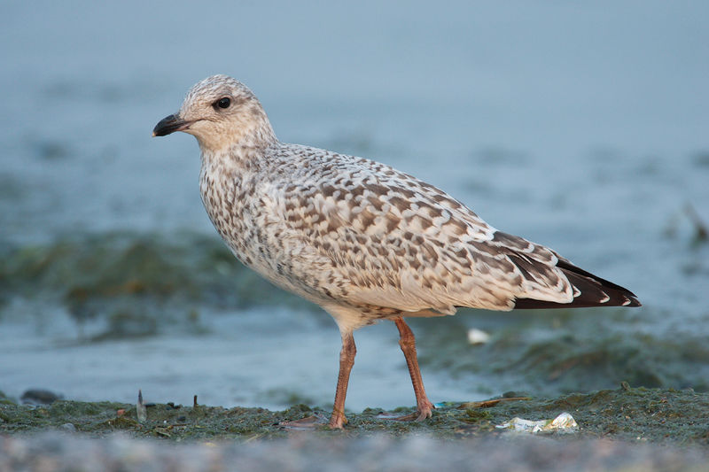 Soubor:Larus-delawarensis-016.jpg