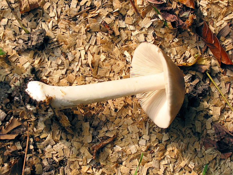 Soubor:Volvariella gloiocephala JPG6.jpg