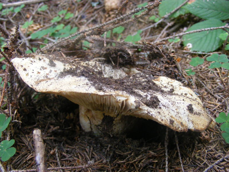 Soubor:Russula delica 6.JPG