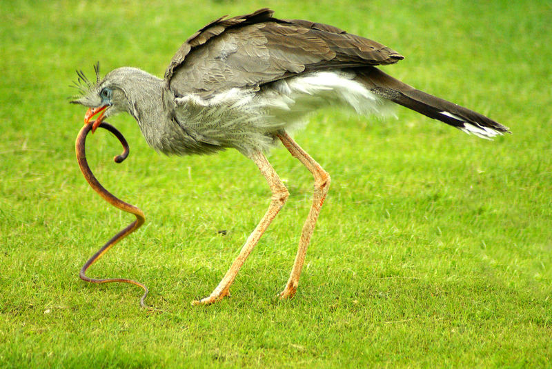 Soubor:Cariama cristata -Whipsnade Zoo-8b.jpg