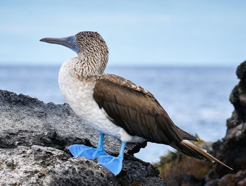 Soubor:Blue-footed booby-Galapagos-PSFlickr02.jpg