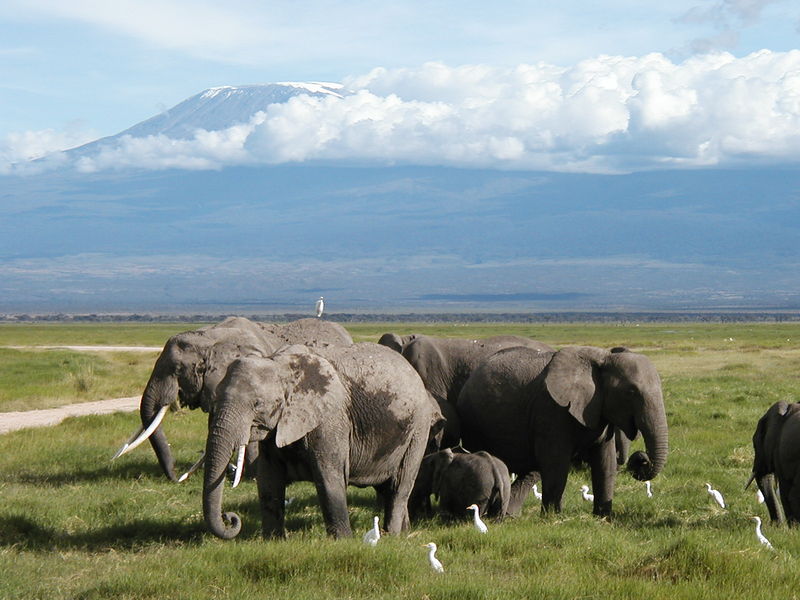 Soubor:Elephants Kili 2.jpg