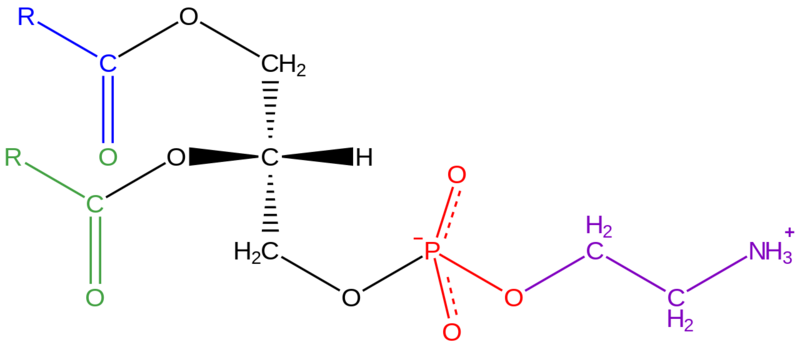 Soubor:Phosphatidyl-ethanolamine.png