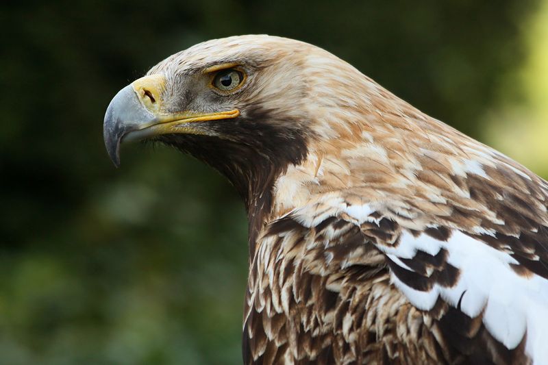 Soubor:Kaiseradler Aquila heliaca amk.jpg