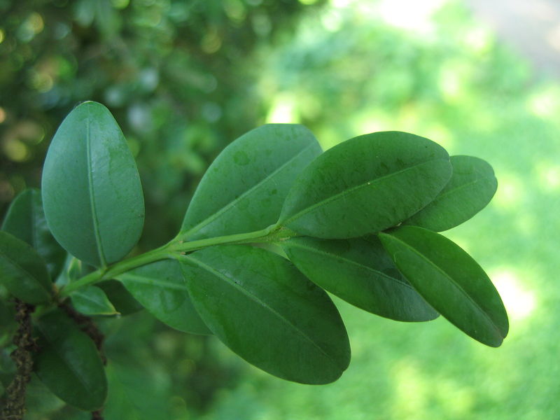 Soubor:Buxus sempervirens IMG 0980.JPG