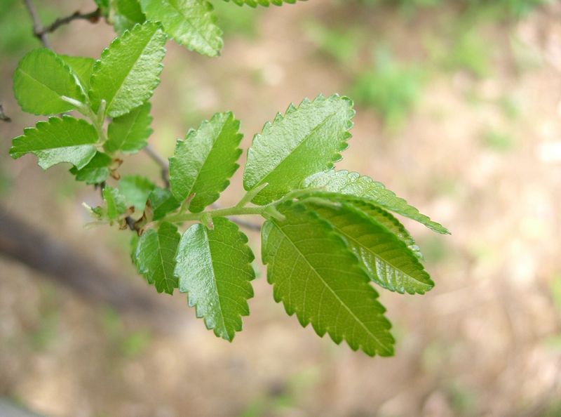 Soubor:Ulmus parvifolia5.jpg