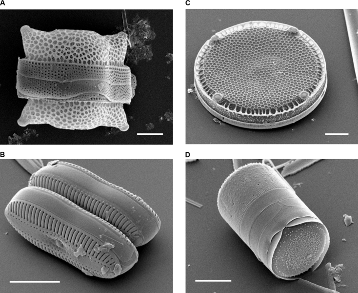 Soubor:Diatoms-2004.png