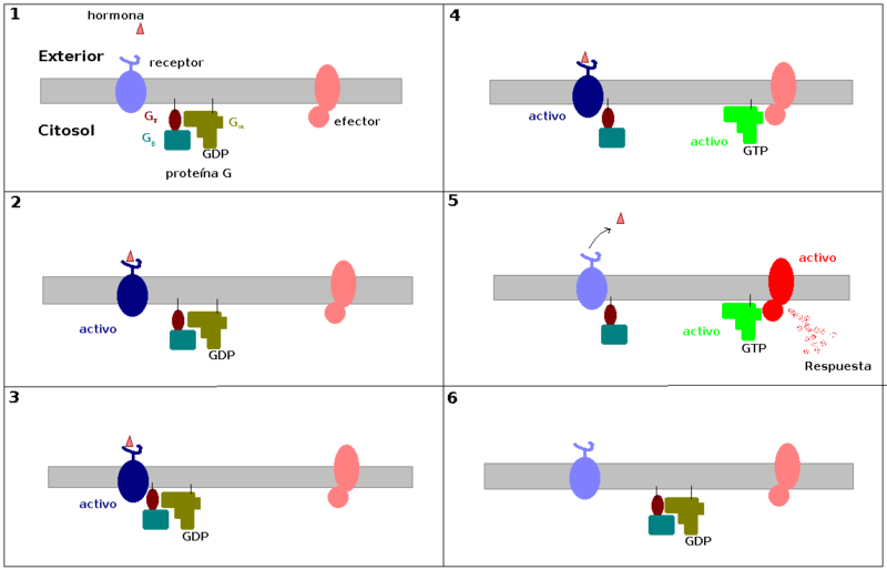 Soubor:G Protein Cycle.png