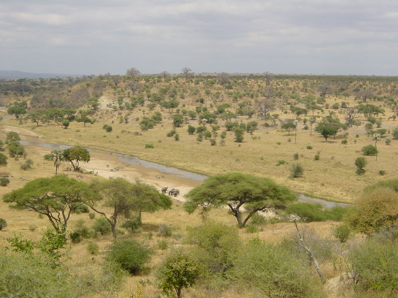 Soubor:Tarangire-Natpark800600.jpg