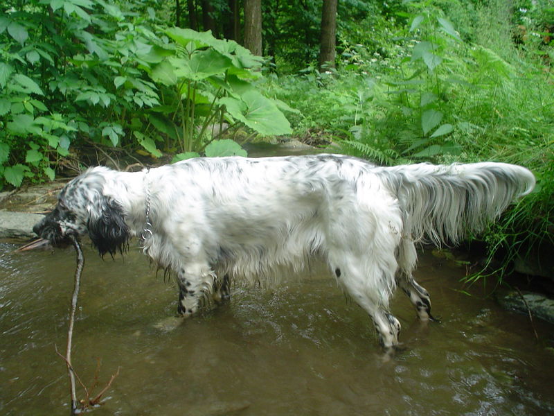 Soubor:Gucci.English setter.jpg