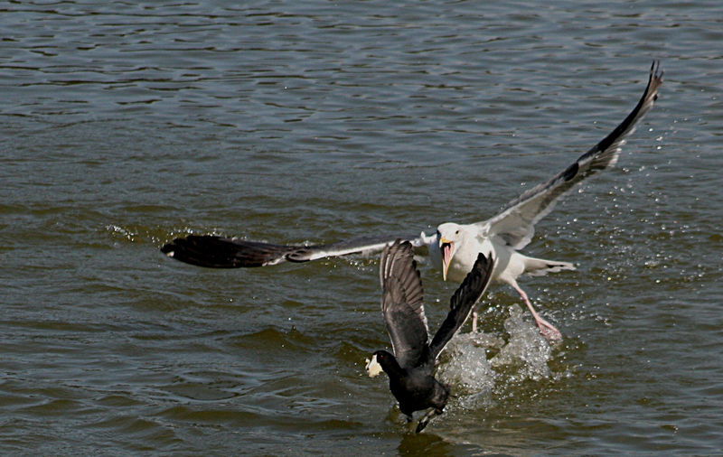 Soubor:Gull attacking coot.jpg