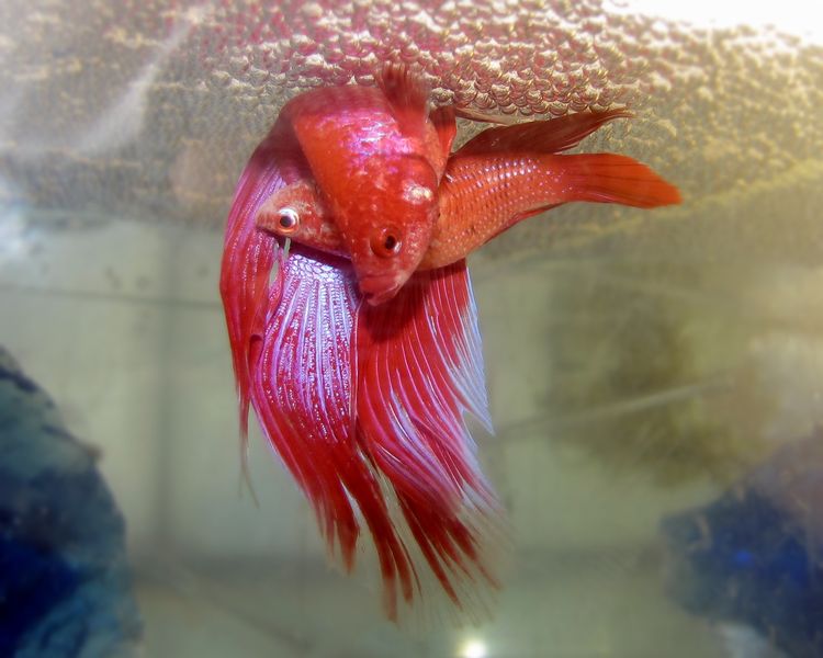 Soubor:Betta spawning.jpg