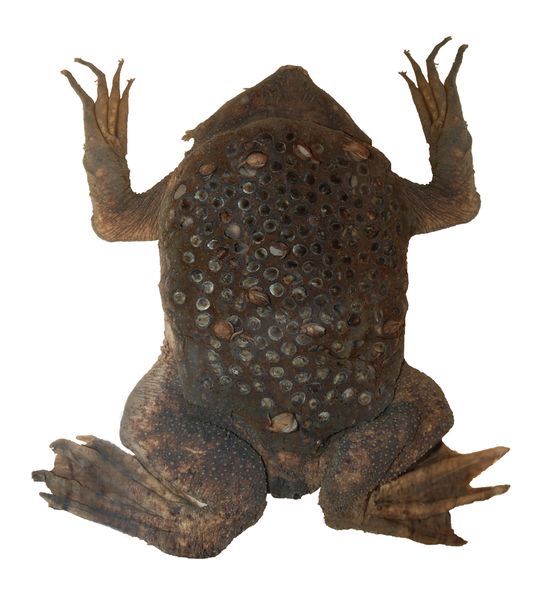 Soubor:Surinam toad (DFdB).jpg