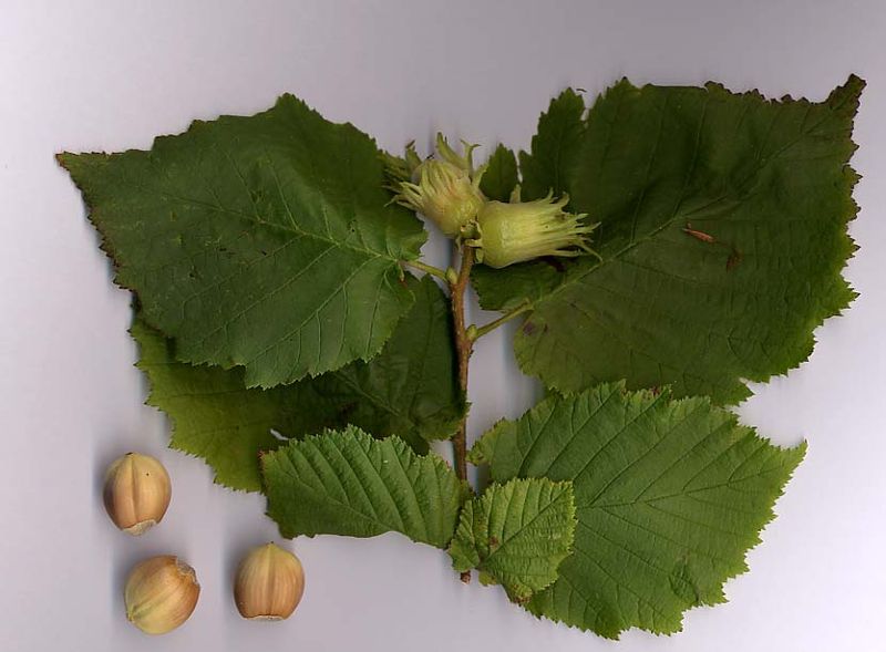 Soubor:Corylus avellana.jpg