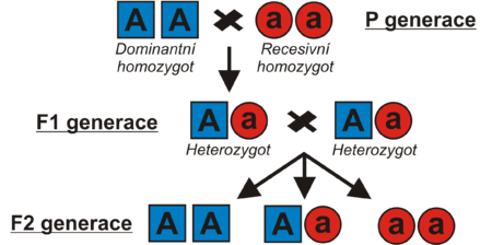 Homozygoti a heterozygot v prvním Mendelově zákoně