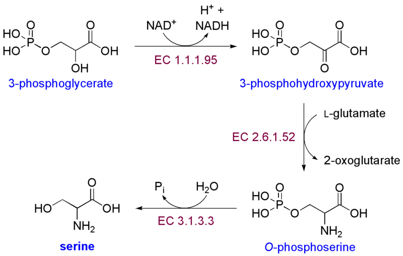 Soubor:Serine biosynthesis.png