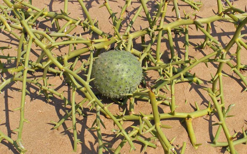 Soubor:Nara and fruit.jpg