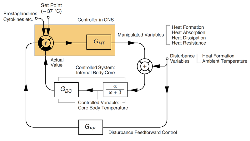 Soubor:Thermoregulation simplified.png