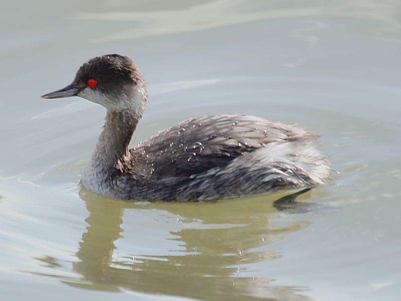 Soubor:Podiceps nigricollis 001.jpg