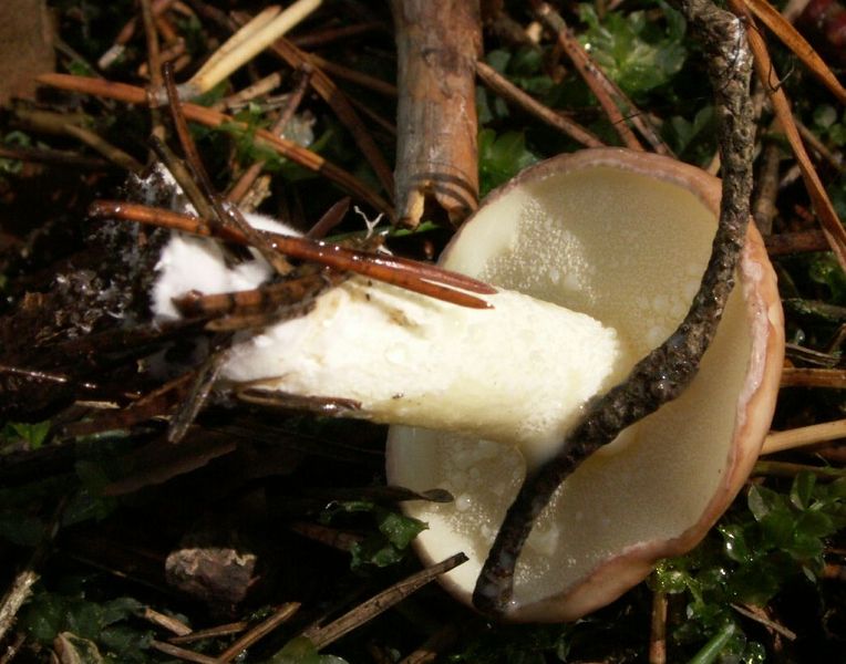 Soubor:Suillus granulatus juv.jpg