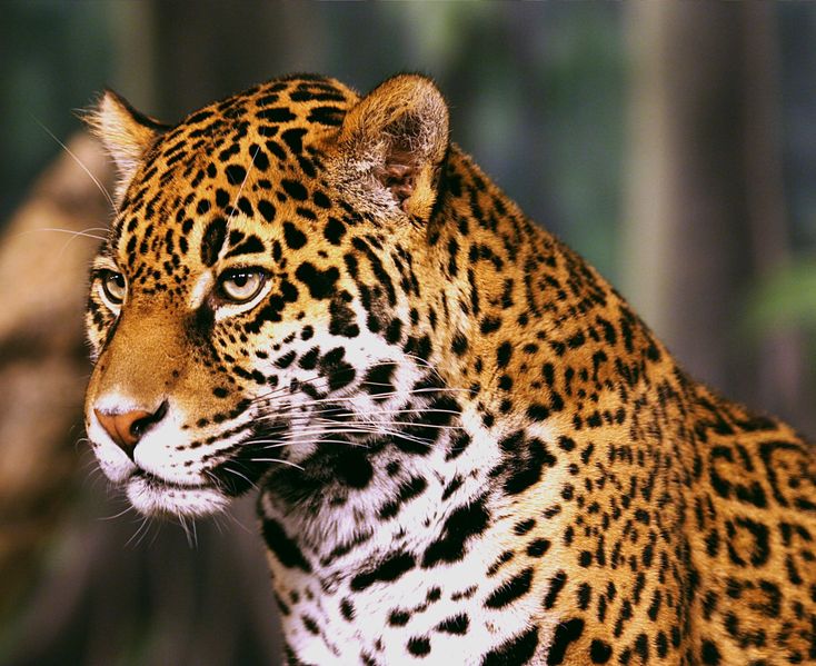 Soubor:Jaguar head shot1.jpg