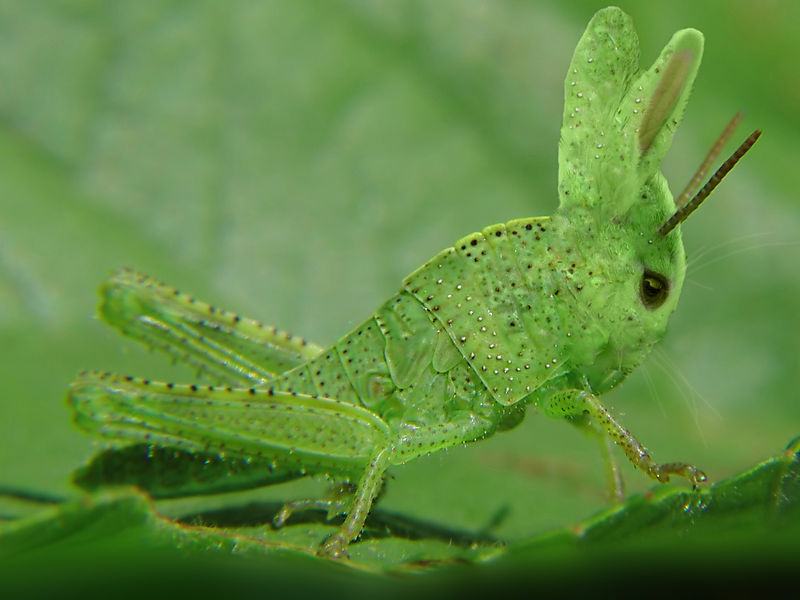 Soubor:Rabbit Grasshoper Mutant-01611-nevit.jpg