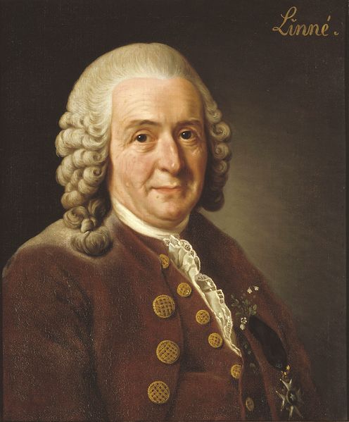 Soubor:Carl von Linné.jpg