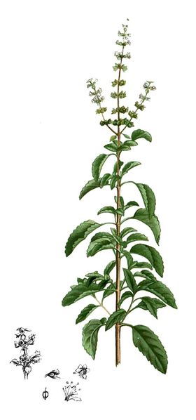 Soubor:Ocimum tenuiflorum Blanco2.257.jpg