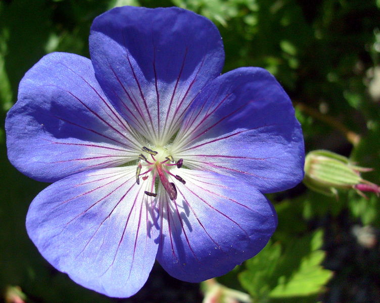 Soubor:Geranium pratense (3575975267).jpg