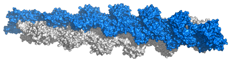 Soubor:Actin filament atomic model.png