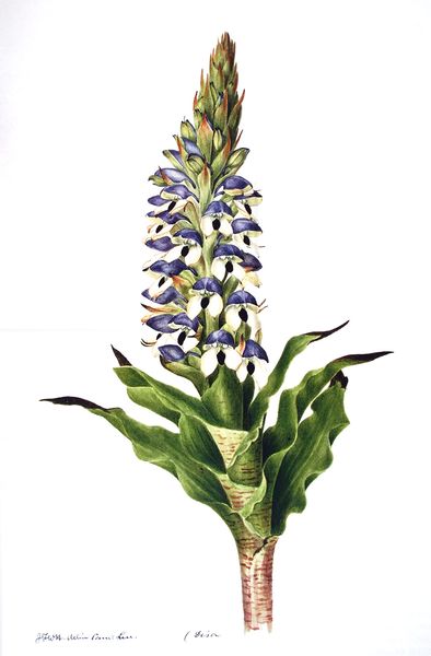 Soubor:Disa cornuta00.jpg