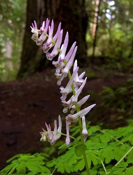 Soubor:Corydalis scouleri.jpg