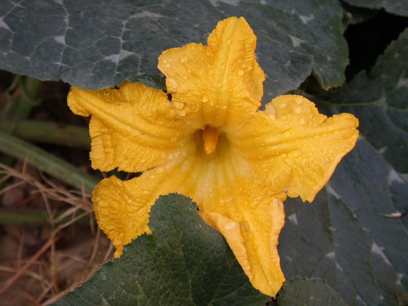 Soubor:Pumpkin flower.jpg