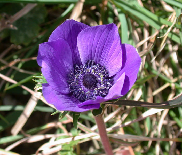 Soubor:Anemone coronaria2.jpg