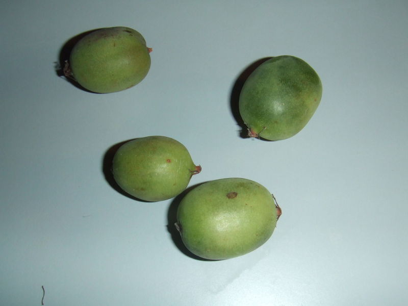 Soubor:Actinidia arguta.jpg