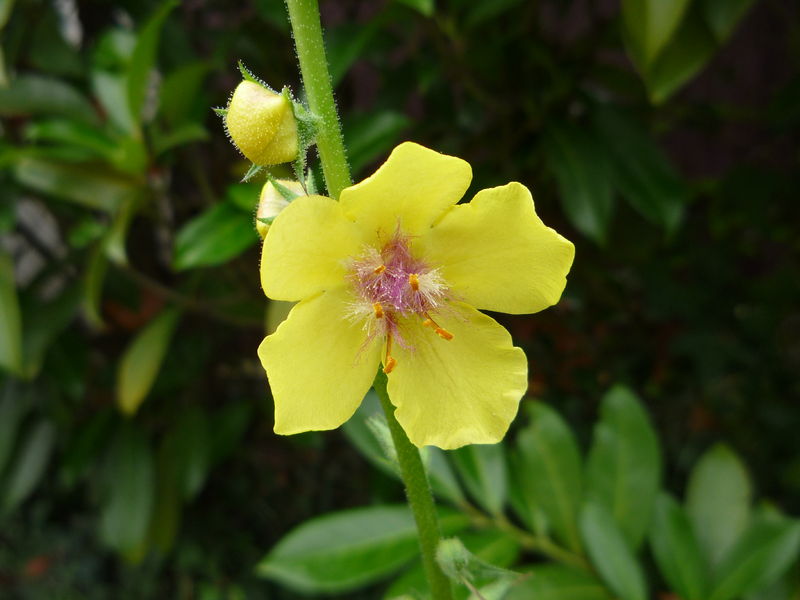 Soubor:Verbascum blattaria rmll.jpg