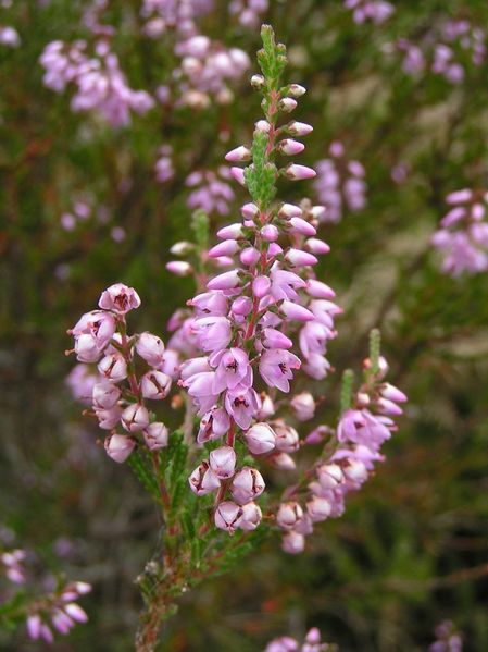 Soubor:Calluna vulgaris s.jpg