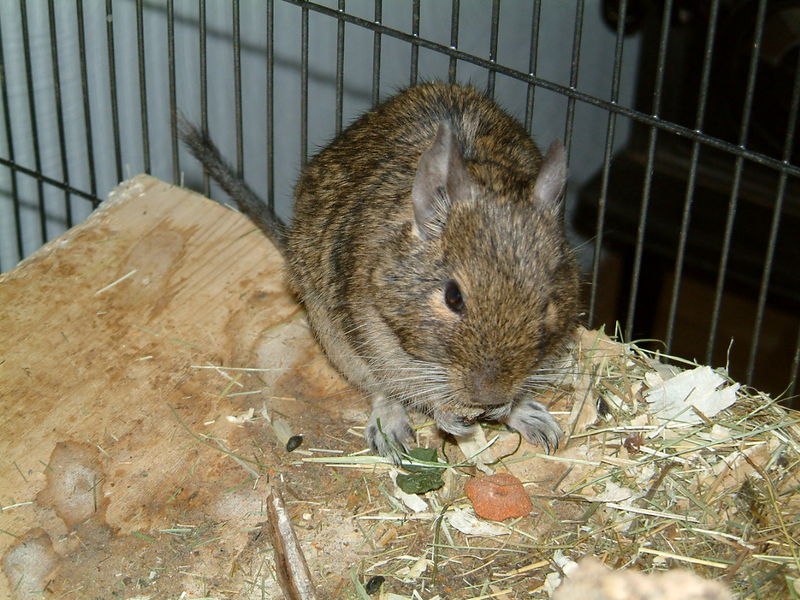 Soubor:Degu-Gizzy.jpg