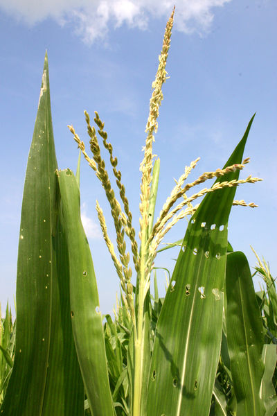 Soubor:Corntassel 7095.jpg