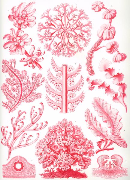 Soubor:Haeckel Florideae.jpg