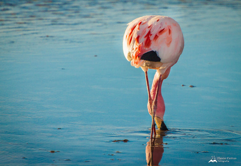 Soubor:Phoenicopterus jamesi-2012-Flickr-1.jpg