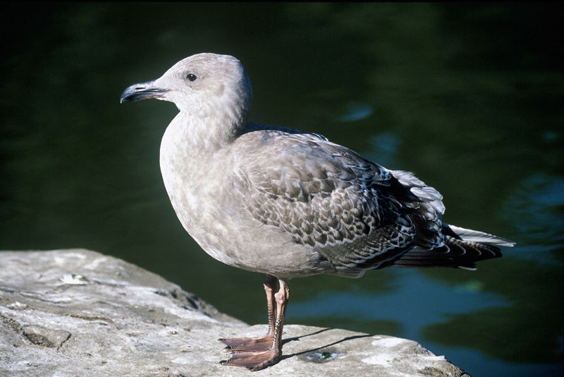 Soubor:Larus occidentalis1.jpg