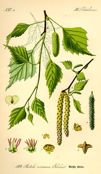 Soubor:Illustration Betula pendula0.jpg