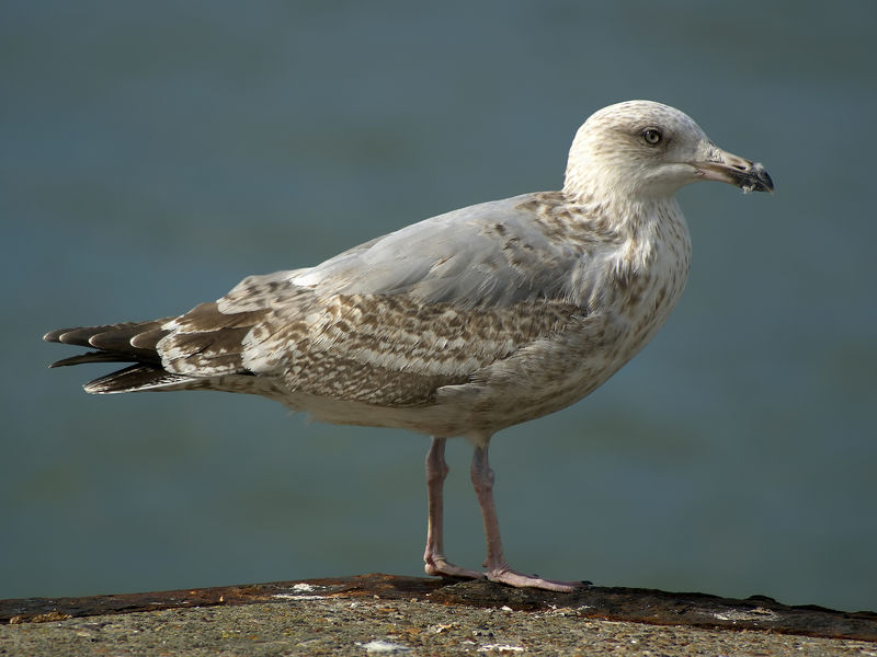 Soubor:Larus argentatus juv.jpg