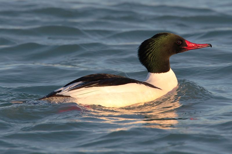 Soubor:Mergus-merganser-americanus-001.jpg